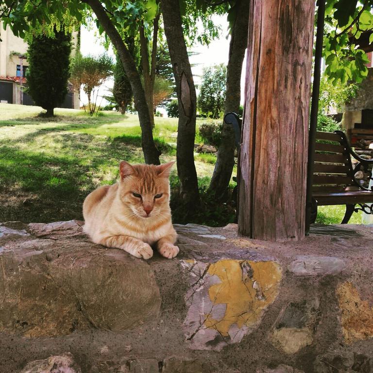 Agriturismo San Nicolo Montecastelli Pisano Dış mekan fotoğraf