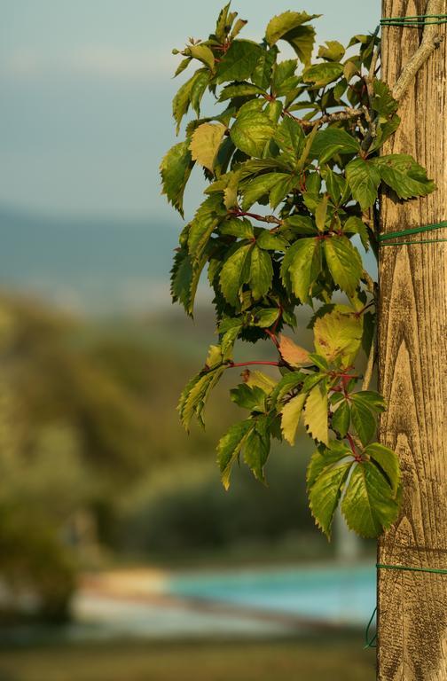 Agriturismo San Nicolo Montecastelli Pisano Dış mekan fotoğraf
