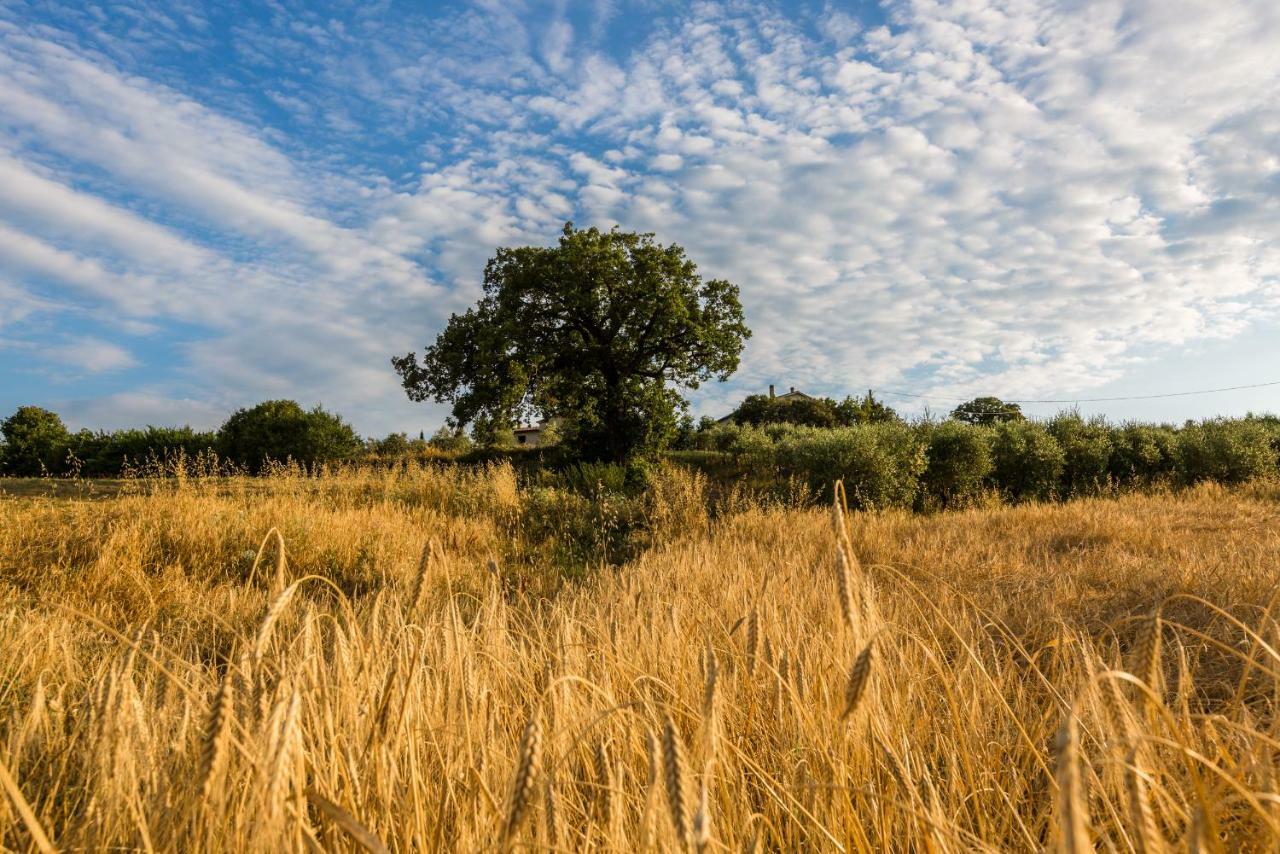 Agriturismo San Nicolo Montecastelli Pisano Dış mekan fotoğraf